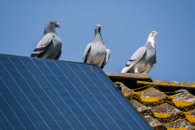 Pigeons and solar panels.