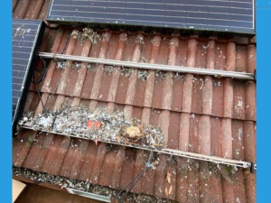 Pigeon Debris We Found Under Solar Panels.